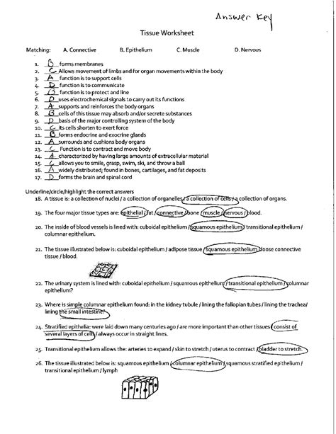 Tissues Worksheet With Answer Key Exercises Anatomy Docsity Body Tissues Worksheet Answers - Body Tissues Worksheet Answers