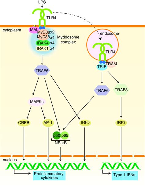 tlr4 signaling pathway - 선천성 면역과