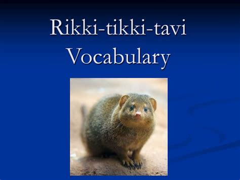 Tms Rikki Tikki Tavi Vocabulary List Vocabulary Com Rikki Tikki Tavi Vocabulary Worksheet - Rikki Tikki Tavi Vocabulary Worksheet