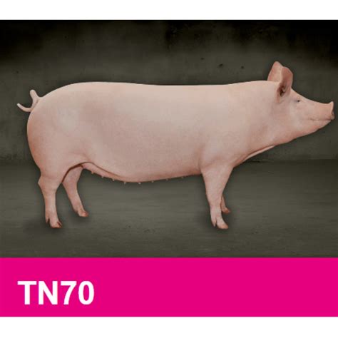 Tn70 Which District