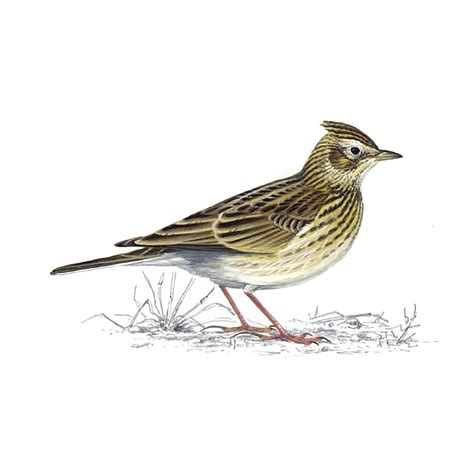 To A Skylark