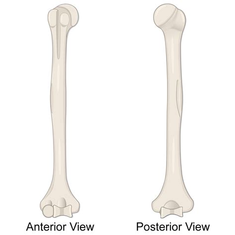 To Be Bone
