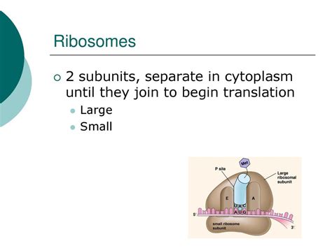 to begin with translation