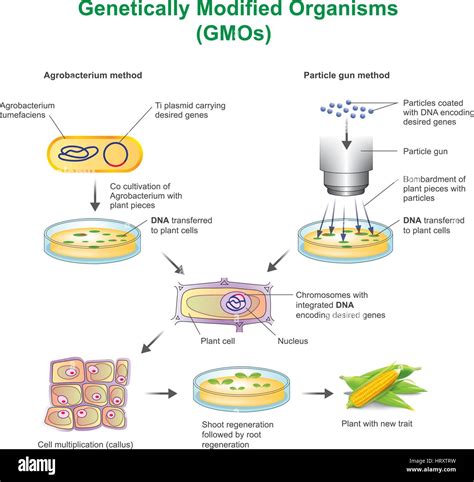 to genetically modified micro-organisms - Reverso Context