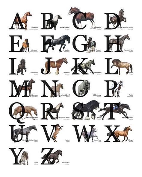 todays horses a to z