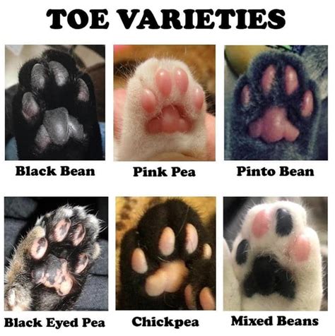 Toe beans song