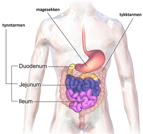 tolvfingertarmen funktion