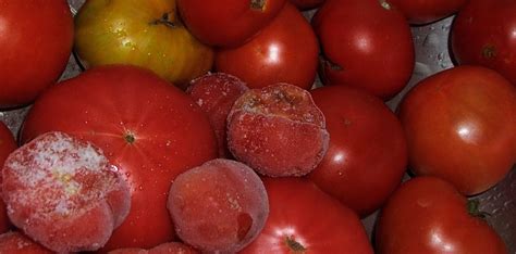 tomater i ugn frysa in