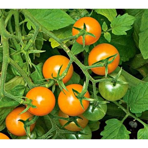 tomato live