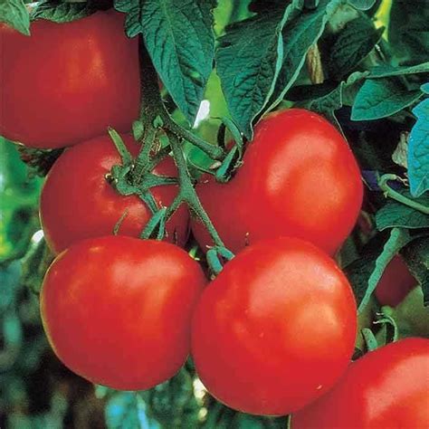 Read Online Tomato News Vigour 
