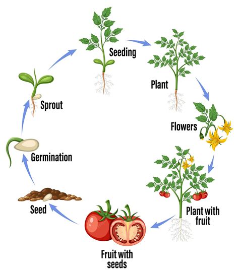 Read Tomato Plant Life Cycle 