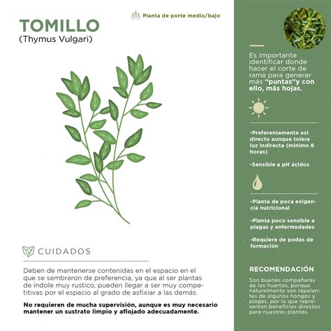 tomillo caracteristicas wikipedia