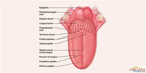 Tongue Anatomy System Human Body Anatomy Diagram And Label The Parts Of The Tongue - Label The Parts Of The Tongue