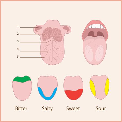 Tongue Facts For Kids Label The Parts Of The Tongue - Label The Parts Of The Tongue