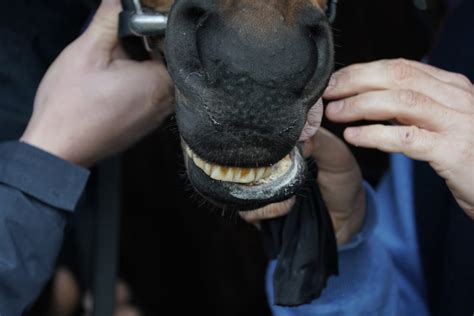 tongue tie horse