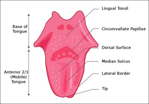 Tongue Wikipedia Label The Parts Of The Tongue - Label The Parts Of The Tongue