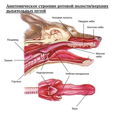 tonsillit hund operation kostnad