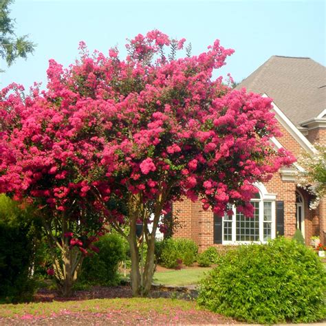 tonto crape myrtle tree height