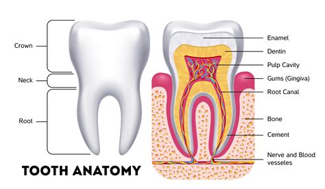 Tooth Anatomy Structure Parts Types And Functions Kenhub Teeth Science - Teeth Science