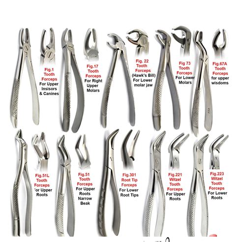 Tooth Forceps Uses