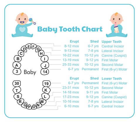Tooth Measuring Children 39 S Dental Health Month Label Teeth Worksheet Kindergarten - Label Teeth Worksheet Kindergarten