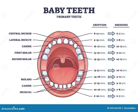 Tooth Of Time