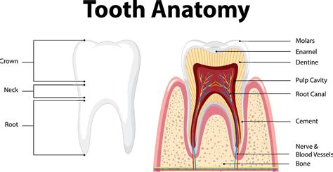 Tooth Wikipedia Teeth Science - Teeth Science
