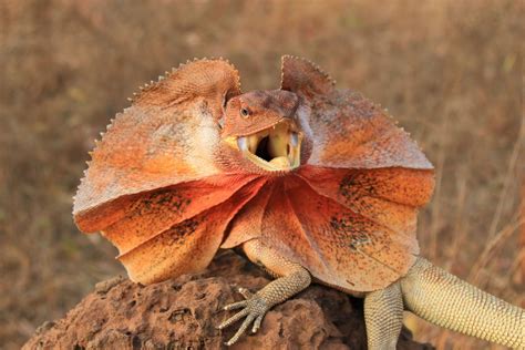Top 10 Frilled Lizard Facts A Lizard With Frilled Lizard Coloring Page - Frilled Lizard Coloring Page