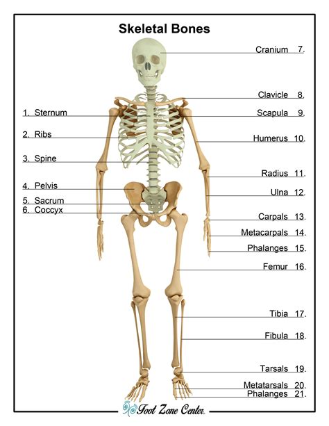 Top 10 Skeletal System Ideas And Inspiration Human Body Organs Unlabelled - Human Body Organs Unlabelled
