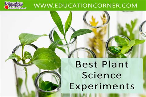 Top 17 Plant Science Experiments Exploring Plant Growth Plant Science Activities - Plant Science Activities