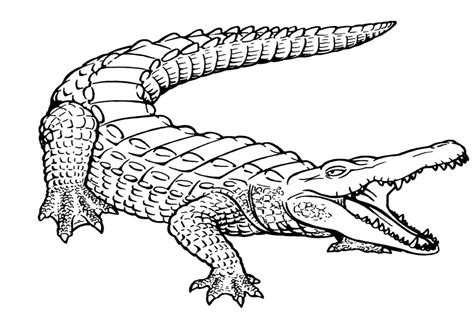 Top 25 Free Printable Alligator Coloring Pages Online Printable Alligator Coloring Pages - Printable Alligator Coloring Pages