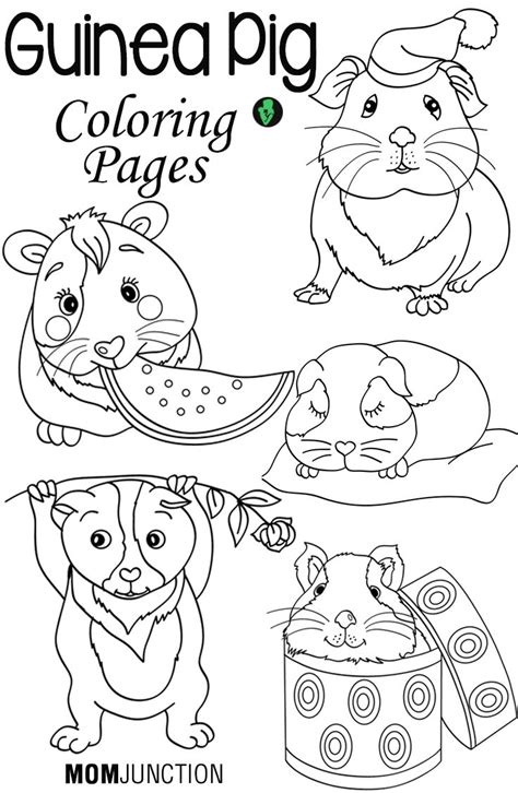 Top 25 Free Printable Guinea Pig Coloring Pages Guinea Pig Coloring Page - Guinea Pig Coloring Page