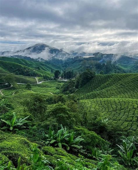 top attractions in cameron highlands