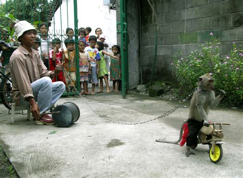 Topeng Monyet  Wikipedia Bahasa Indonesia Ensiklopedia Bebas - Monyet Togel