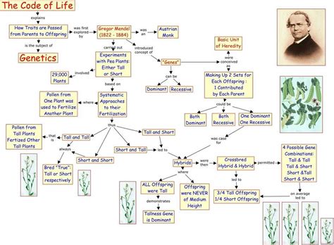Topic 3 Genetic Continuity Answer Key