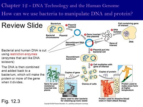 topic 3 genetic continuity review questions answers