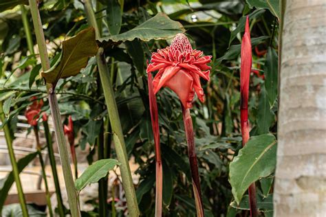 Torch Ginger Plant
