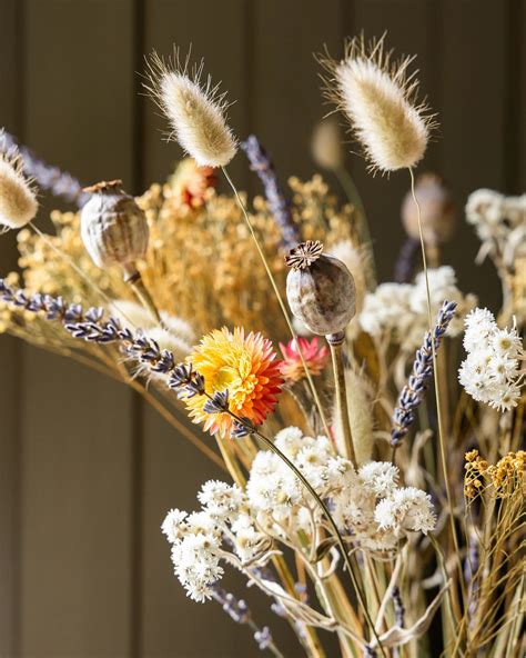 torkade oreganoblommor