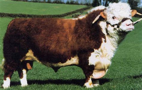 Toro In Inglese