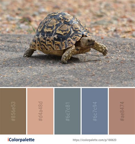 tortoise color
