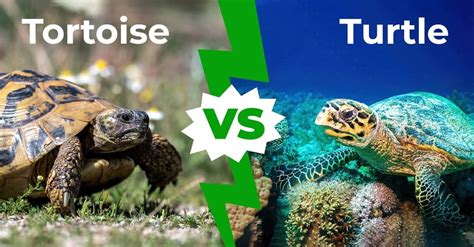 tortoise vs turtle