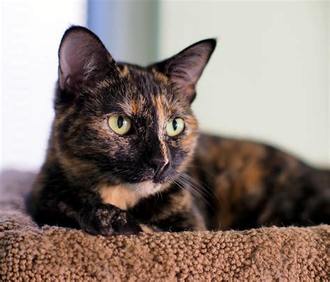 Tortoiseshell Cat Personality