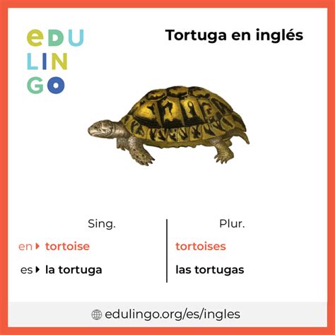 Tortuga En Ingles