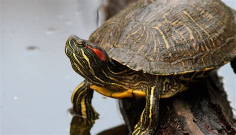 Tortuga Orejas Rojas