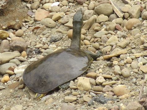 Tortuga Sin Caparazon