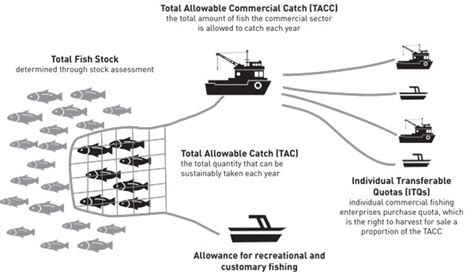 Total Allowable Catch
