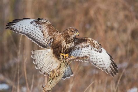 totemdier buizerd