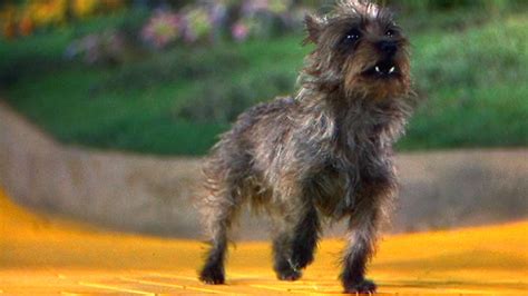 Toto Oz Dog