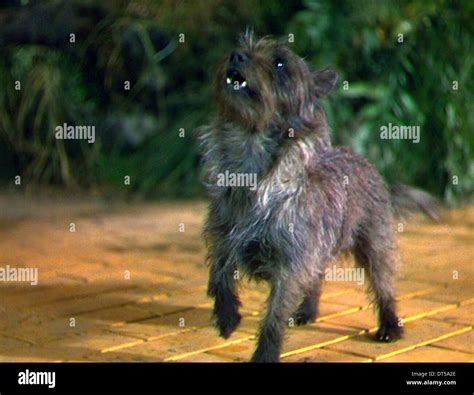 Toto Wizard Of Oz