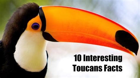 Toucan Fact For Kids You Can Toucan Math - You Can Toucan Math